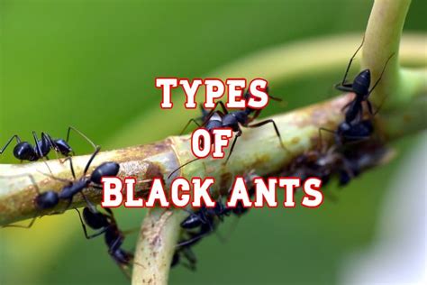types of large black ants.